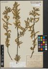 Foto von Salix alba subsp. alba L.